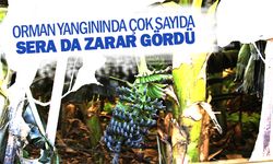 Orman yangınında çok sayıda sera da zarar gördü