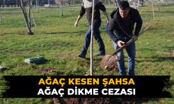 Ağaç kesen şahsa ağaç dikme cezası