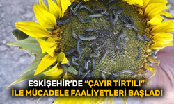 Eskişehir’de "Çayır Tırtılı" ile mücadele başladı