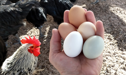 Yumurta fiyatları bir yılda 3 kat zamlandı!