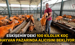 Eskişehir’deki 100 kiloluk koç hayvan pazarında alıcısını bekliyor