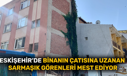 Eskişehir’de binanın çatısına uzanan sarmaşık görenleri mest ediyor