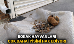 Sokak hayvanları çok daha iyisini hak ediyor!