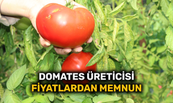 Domates üreticisi fiyatlardan memnun