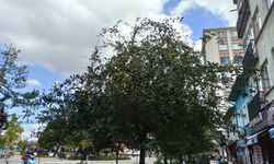Eskişehir'in merkezinde bulunan ağacın durumu hayli şaşırttı