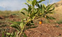 Türkiye'de goji berry üretiyor; Kilosu 230 lira!