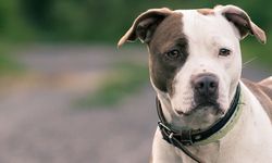 Pitbull besleme yasağını çiğnedi; 15 bin lira ceza kesildi