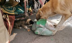 Sokak köpeklerini çuvala doldurdu; polislere saldırdı!