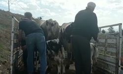 Çalınan inekleri bulununca çiftçi gözyaşlarını tutamadı