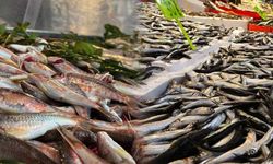 Vatandaşlara unutulmaz balık sezonu tekrardan yaşatıldı
