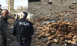 Eskişehir'de yürekleri sızlatan manzara; Sokak hayvanlarının mamaları ile besleniyor!