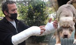 Husumetlisinin pitbull ile saldırdığı adam ölümden döndü!