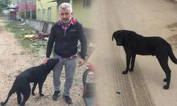 Yoldan çekilmedi diye; Vicdanını da ezdi geçti!
