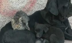 Eskişehir'de iç ısıtan görüntü; Görenlerin dikkatini çekiyor!