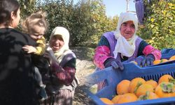 77 yaşında ve halen tarlada hasat yapıyor!