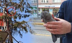 Eskişehir'de zor duruma düşen güvercin kurtarıldı!