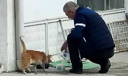 Eskişehir'de tramvay durağında unutulan süt sokak kedilerine ikram edildi