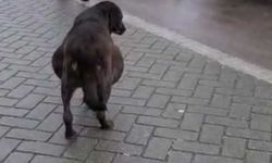Eskişehir'de hamile zannedilen köpek için alarma geçildi!