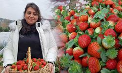 Aralık ayında Çilek hasadı yapıyor; Ayda 100 bin liradan fazla kazanıyor!