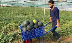 Aralık ayında karpuz hasadı yapıyorlar; Tadı ve aroması çok güzel!