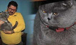 Bu kedi doymak bilmiyor; 2 yaşında ve 9 kiloya ulaştı!