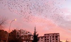 Eskişehir'de görenleri mest eden manzara!