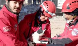 Eskişehirli arama kurtarma ekibi hamile kediyi enkazdan kurtardı