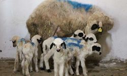 Sevimli koyun tek seferde 6 yavru doğurdu!