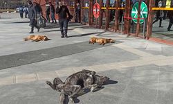 Eskişehir'de ısınan hava en çok onlara yaradı!