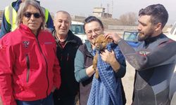 Eskişehir'de kanala düşen yavru köpek için seferber oldular