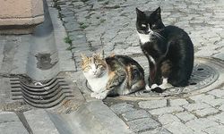 Eskişehir'de üşüyen kediler ısınmak için çözüm yolunu buldu