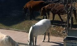 Eskişehir'de başıboş at çok ama önlem yok; Sıkıntı sürüyor!