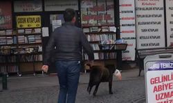 Eskişehir'de ilginç anlar; Sokak köpeğinin peşinden koştular!