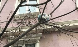 Eskişehir'de tuhaf görüntü; Bu da poşet ağacı!