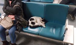 Eskişehir'de ısınmak isteyen kedi hastaneye sığındı