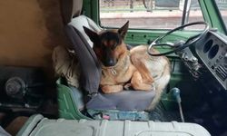 Eskişehir'de sevimli köpek merak konusu oldu!