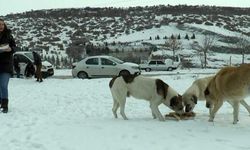Kar yağışının etkili olduğu Eskişehir'de sokak hayvanları unutulmadı