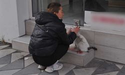 Eskişehir'de bir sürücü kediye çarpıp kaçtı!