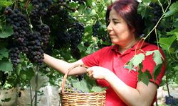 Yılın ilk siyah üzümler yetişti; Yakında Eskişehir tezgahlarında yer alır!