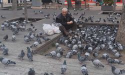Eskişehir'deki güvercinler 15 yıldır her gün onun yolunu gözlüyor!