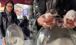 Eskişehir'de birleşik vaziyette doğan kediler şaşırttı!