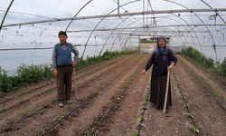 50 yıllık çift omuz omuza verip seracılık yapıyor!