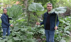 Uzun boyu ile dikkat çekiyor, soğuk algınlığına iyi geliyor!
