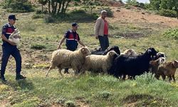 Eskişehir'de kaybolan koyunlar için seferber oldular!