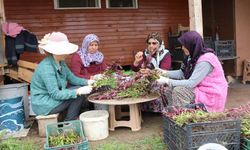Son yıllarda talep çok arttı; Kilosu 2 bin lira!
