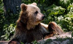 Vahşi ayılar bir besiciyi 600 bin lira zarara uğrattı!