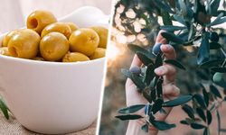 Türkiye'yi önümüzdeki günlerde zeytin sıkıntısı bekliyor!