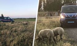 Eskişehir'de firari koyunları bulmak için seferber oldular!