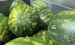Eskişehir'de karpuz fiyatları istenilen düzeye düştü!
