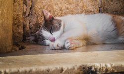 Eskişehirli esnaflardan sahiplendikleri kedi için eşsiz hareket!
